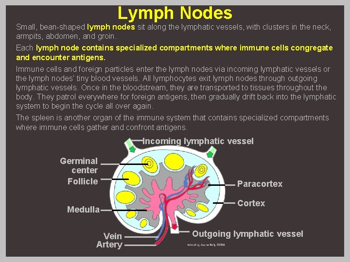 Lymph Nodes Small, bean-shaped lymph nodes sit along the lymphatic vessels, with clusters in