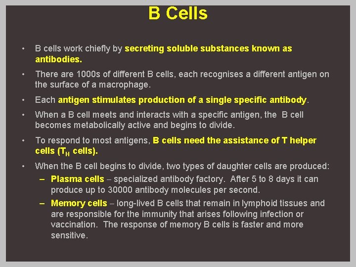 B Cells • B cells work chiefly by secreting soluble substances known as antibodies.