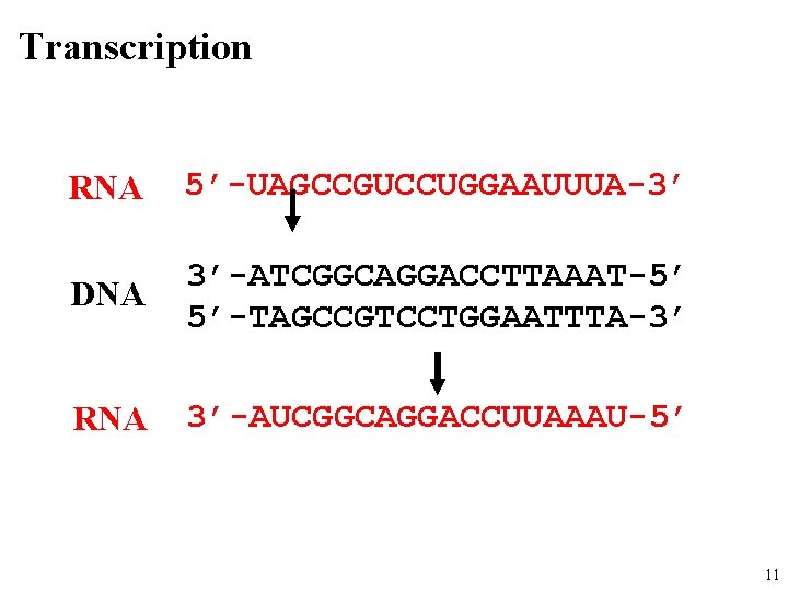 Transcription RNA 5’-UAGCCGUCCUGGAAUUUA-3’ DNA 3’-ATCGGCAGGACCTTAAAT-5’ 5’-TAGCCGTCCTGGAATTTA-3’ RNA 3’-AUCGGCAGGACCUUAAAU-5’ 11 