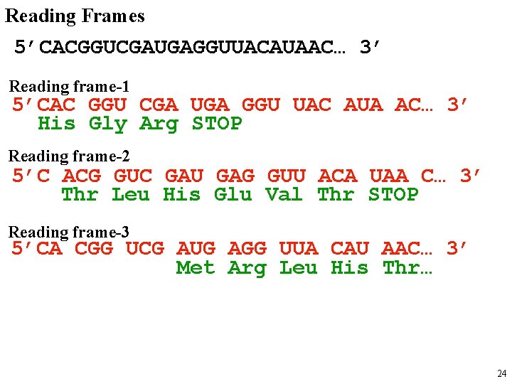 Reading Frames 5’CACGGUCGAUGAGGUUACAUAAC… 3’ Reading frame-1 5’CAC GGU CGA UGA GGU UAC AUA AC…