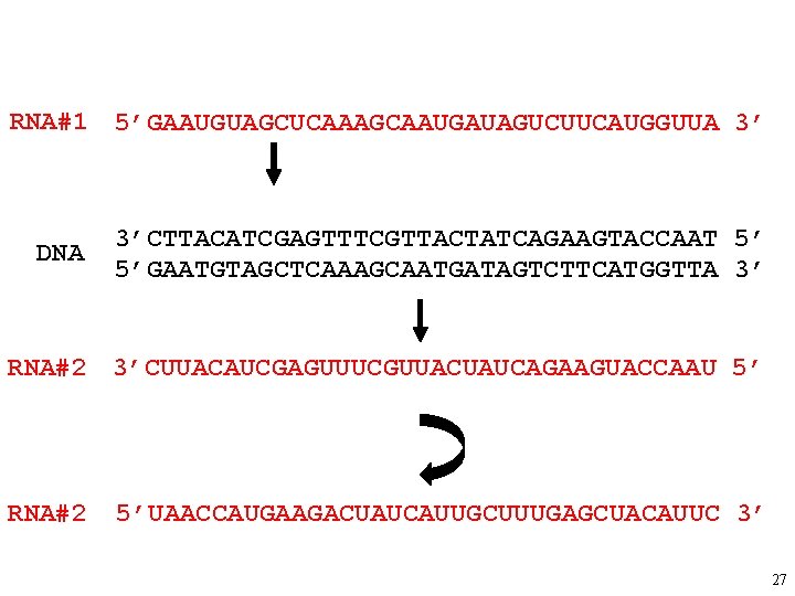 RNA#1 5’GAAUGUAGCUCAAAGCAAUGAUAGUCUUCAUGGUUA 3’ DNA 3’CTTACATCGAGTTTCGTTACTATCAGAAGTACCAAT 5’ 5’GAATGTAGCTCAAAGCAATGATAGTCTTCATGGTTA 3’ RNA#2 3’CUUACAUCGAGUUUCGUUACUAUCAGAAGUACCAAU 5’ RNA#2 5’UAACCAUGAAGACUAUCAUUGCUUUGAGCUACAUUC 3’