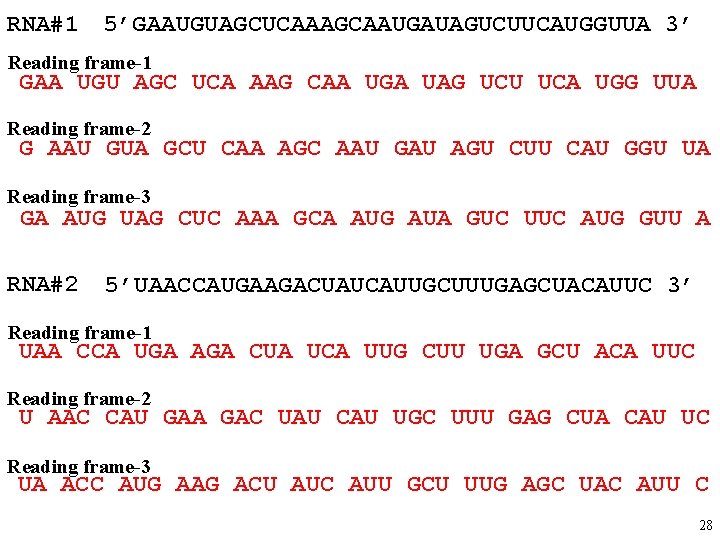 RNA#1 5’GAAUGUAGCUCAAAGCAAUGAUAGUCUUCAUGGUUA 3’ Reading frame-1 GAA UGU AGC UCA AAG CAA UGA UAG UCU