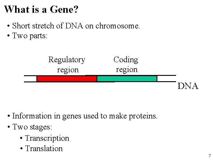 What is a Gene? • Short stretch of DNA on chromosome. • Two parts: