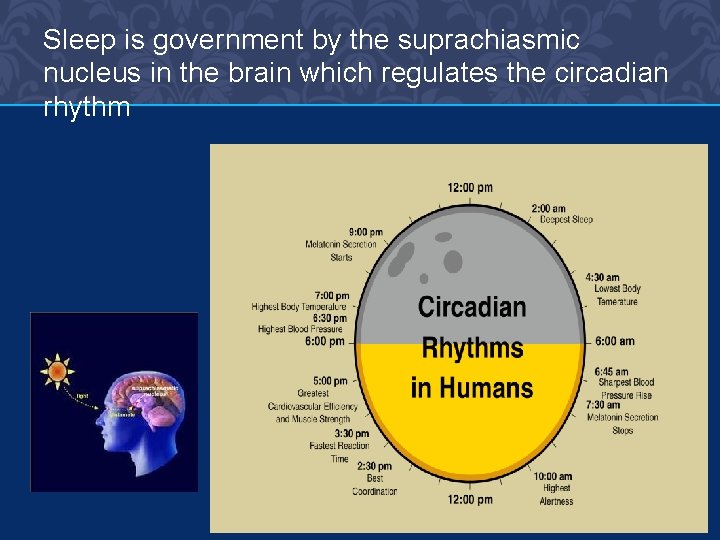 Sleep is government by the suprachiasmic nucleus in the brain which regulates the circadian