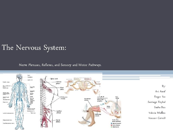 The Nervous System: Nerve Plexuses, Reflexes, and Sensory and Motor Pathways. By: Avi Asraf