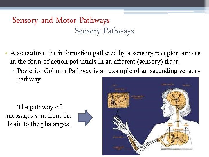 Sensory and Motor Pathways Sensory Pathways • A sensation, the information gathered by a