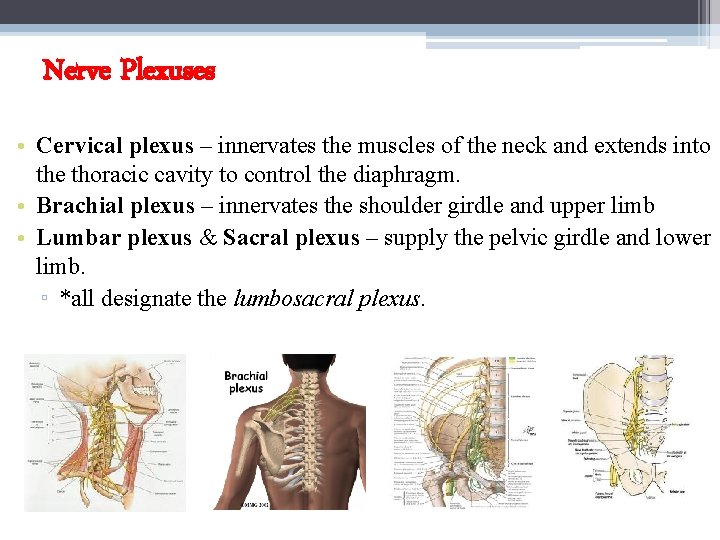 Nerve Plexuses • Cervical plexus – innervates the muscles of the neck and extends