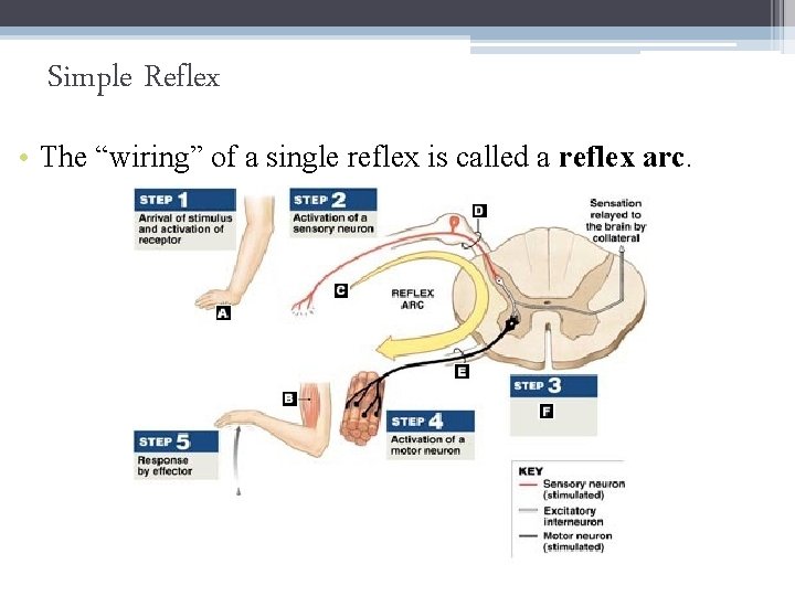 Simple Reflex • The “wiring” of a single reflex is called a reflex arc.