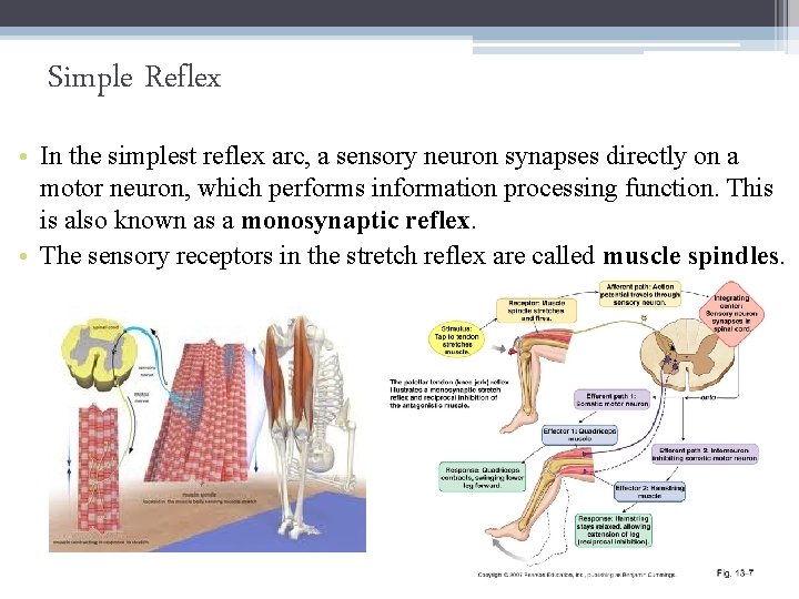 Simple Reflex • In the simplest reflex arc, a sensory neuron synapses directly on