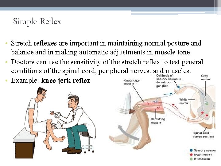 Simple Reflex • Stretch reflexes are important in maintaining normal posture and balance and