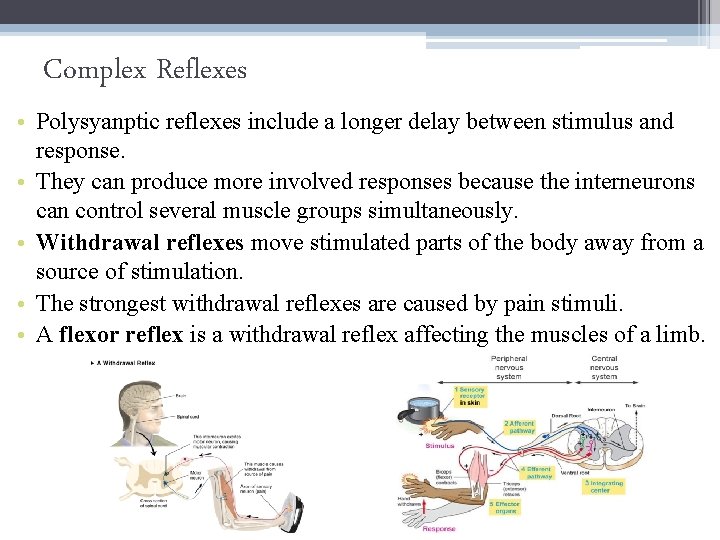 Complex Reflexes • Polysyanptic reflexes include a longer delay between stimulus and response. •