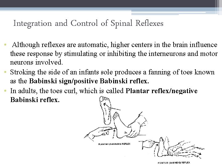 Integration and Control of Spinal Reflexes • Although reflexes are automatic, higher centers in