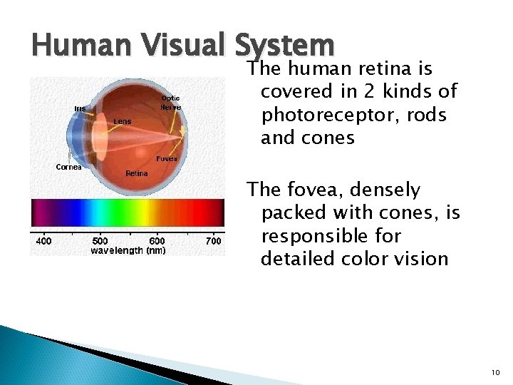 Human Visual System The human retina is covered in 2 kinds of photoreceptor, rods