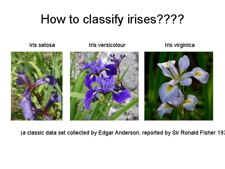 How to classify irises? ? Iris setosa Iris versicolour Iris virginica (a classic data