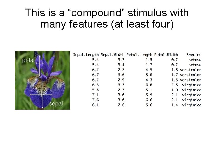 This is a “compound” stimulus with many features (at least four) 