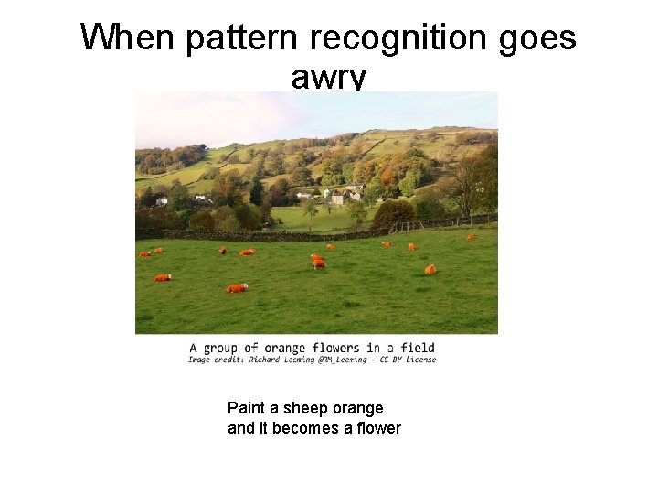 When pattern recognition goes awry Paint a sheep orange and it becomes a flower