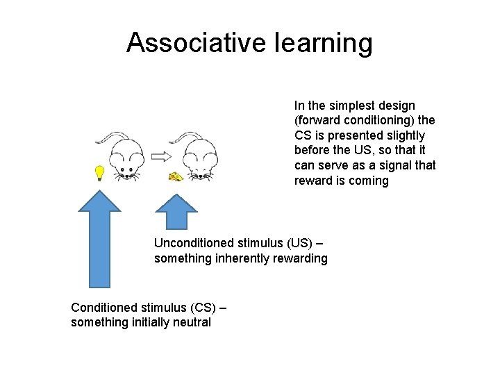 Associative learning In the simplest design (forward conditioning) the CS is presented slightly before