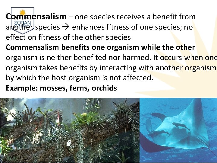 Commensalism – one species receives a benefit from another species enhances fitness of one