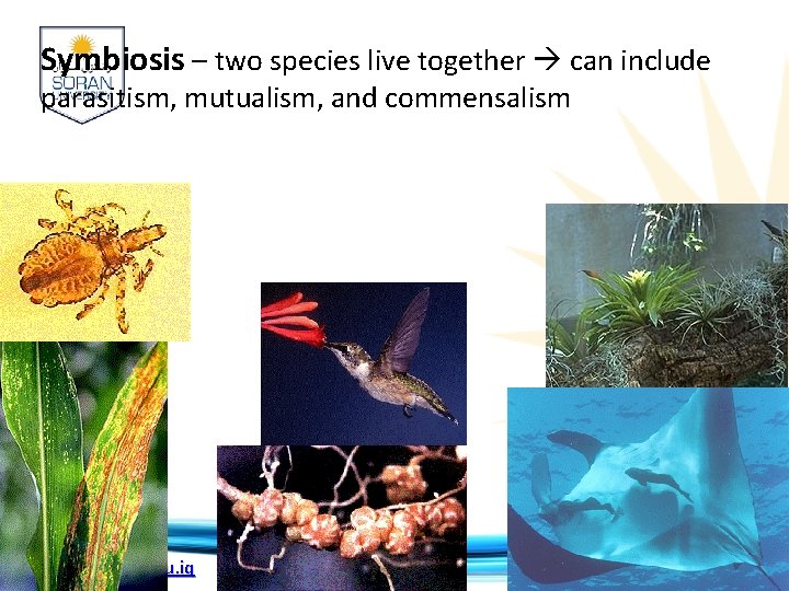 Symbiosis – two species live together can include parasitism, mutualism, and commensalism www. soran.