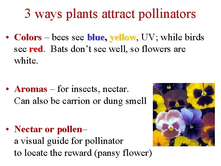 3 ways plants attract pollinators • Colors – bees see blue, yellow UV; while