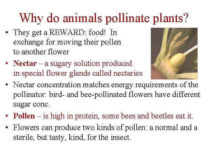 Why do animals pollinate plants? • They get a REWARD: food! In exchange for