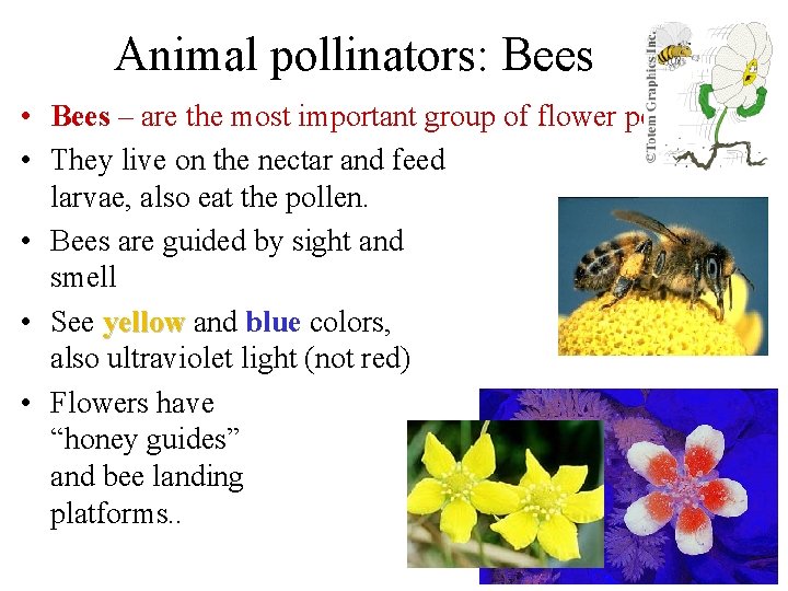 Animal pollinators: Bees • Bees – are the most important group of flower pollinators