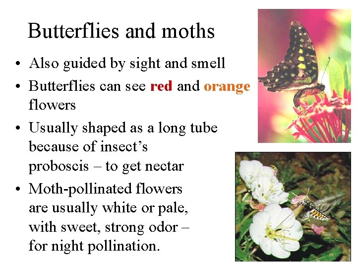 Butterflies and moths • Also guided by sight and smell • Butterflies can see