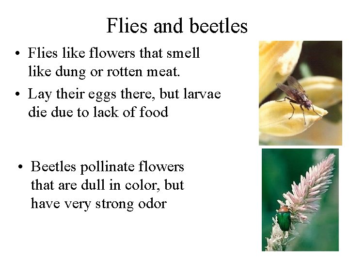 Flies and beetles • Flies like flowers that smell like dung or rotten meat.