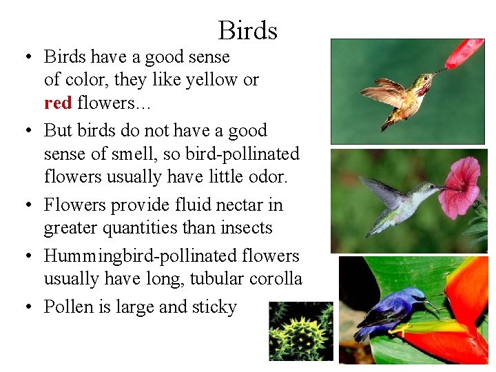 Birds • Birds have a good sense of color, they like yellow or red
