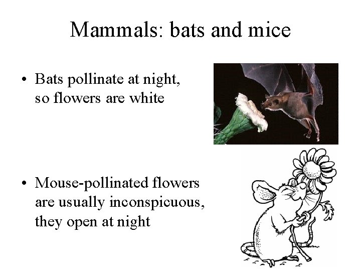 Mammals: bats and mice • Bats pollinate at night, so flowers are white •