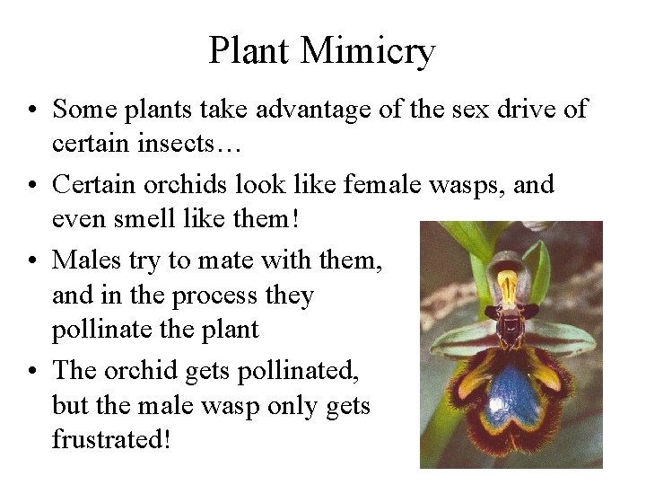 Plant Mimicry • Some plants take advantage of the sex drive of certain insects…