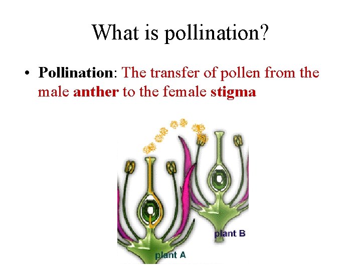 What is pollination? • Pollination: The transfer of pollen from the male anther to