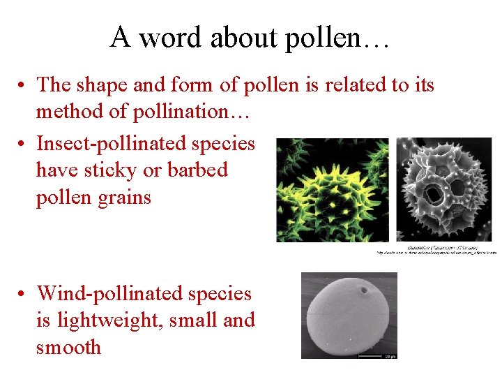 A word about pollen… • The shape and form of pollen is related to