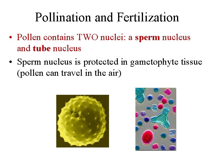 Pollination and Fertilization • Pollen contains TWO nuclei: a sperm nucleus and tube nucleus
