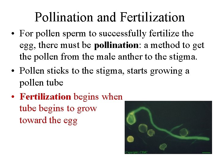 Pollination and Fertilization • For pollen sperm to successfully fertilize the egg, there must