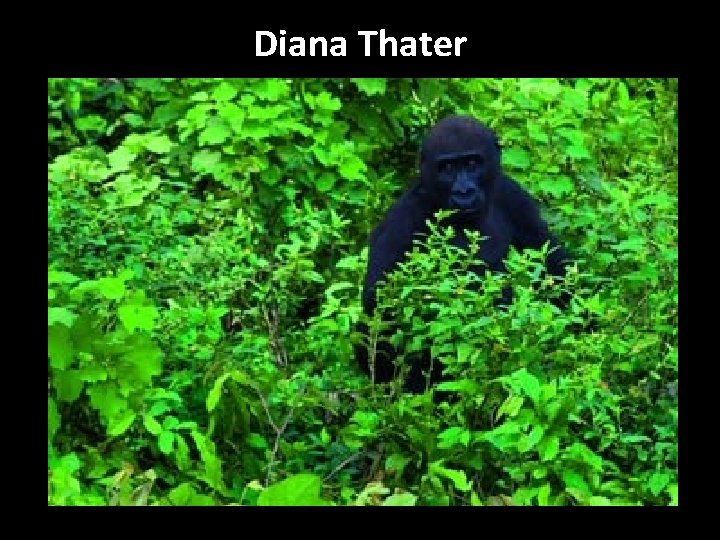Diana Thater 