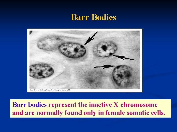 Barr Bodies Barr bodies represent the inactive X chromosome and are normally found only