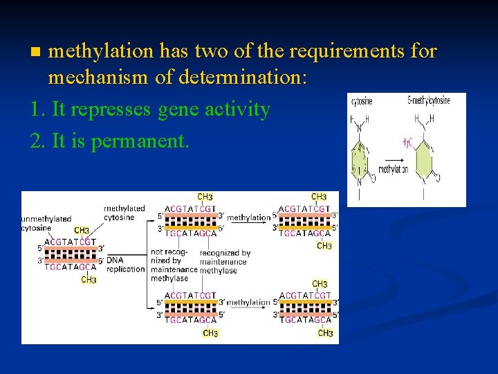 methylation has two of the requirements for mechanism of determination: 1. It represses gene