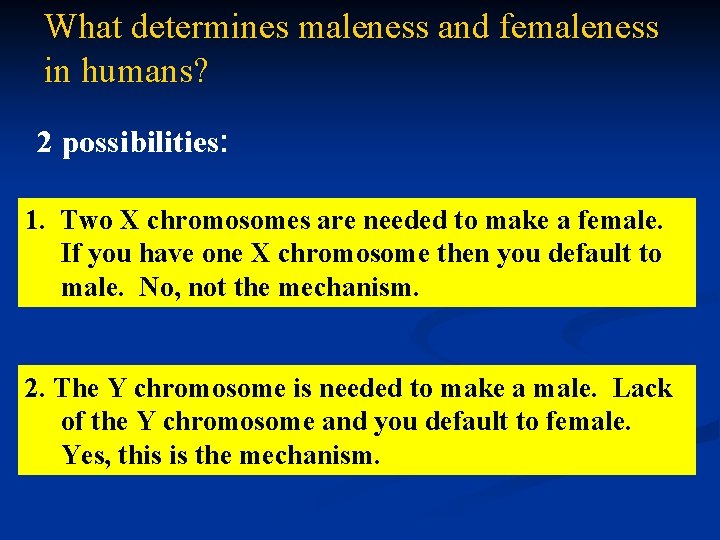 What determines maleness and femaleness in humans? 2 possibilities: 1. Two X chromosomes are