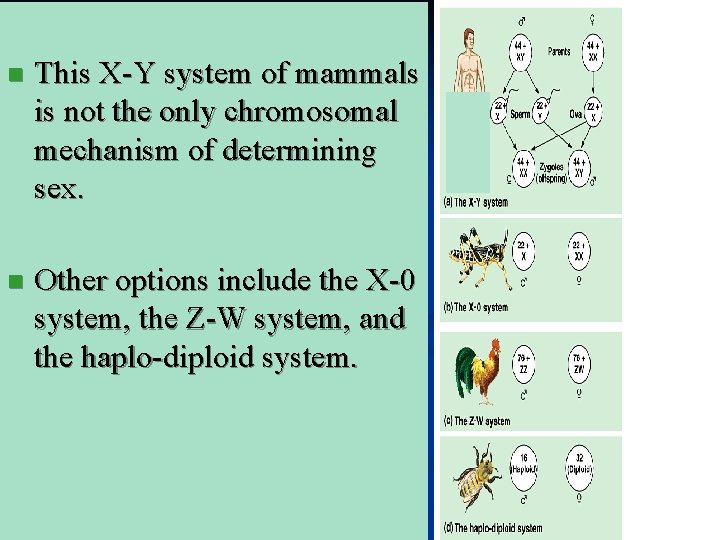n This X-Y system of mammals is not the only chromosomal mechanism of determining