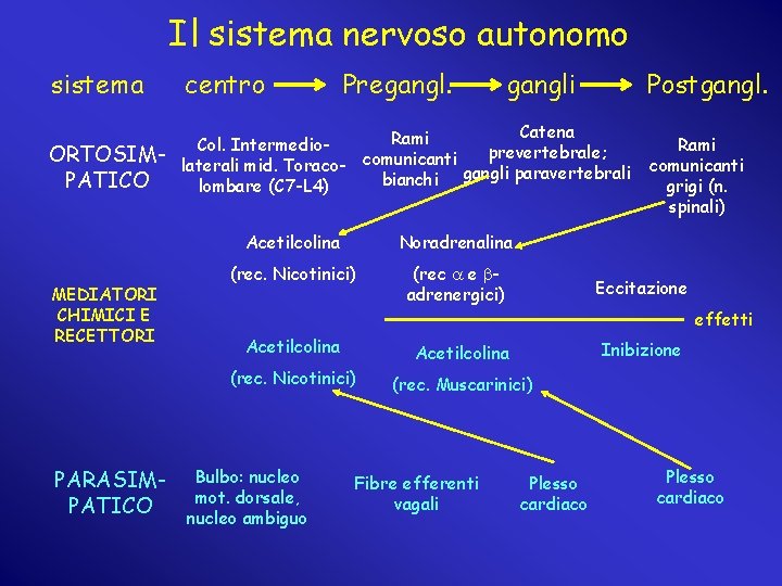 Il sistema nervoso autonomo sistema centro ORTOSIMPATICO Catena Rami Col. Intermedioprevertebrale; laterali mid. Toraco-