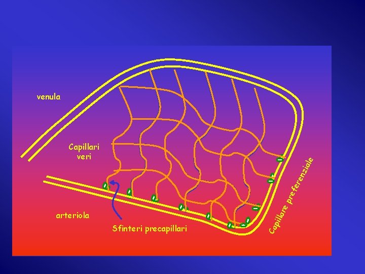 venula arteriola Sfinteri precapillari Ca pil lar ep ref ere nzi ale Capillari veri