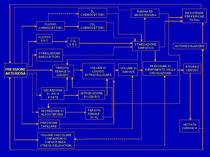 O 2 CHEMOCETTORI FLUSSO SNC RENINA ED ANGIOTENSINA RESISTENZE PERIFERICHE TOTALI CO 2 CHEMOCETTORI