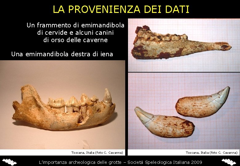 LA PROVENIENZA DEI DATI Un frammento di emimandibola di cervide e alcuni canini di