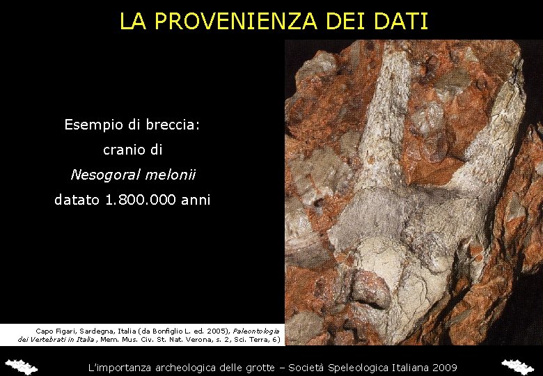 LA PROVENIENZA DEI DATI Esempio di breccia: cranio di Nesogoral melonii datato 1. 800.