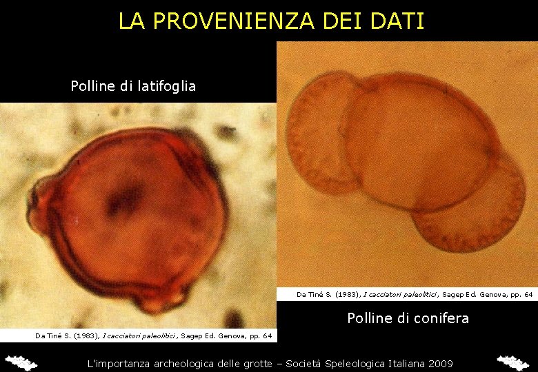 LA PROVENIENZA DEI DATI Polline di latifoglia Da Tiné S. (1983), I cacciatori paleolitici,