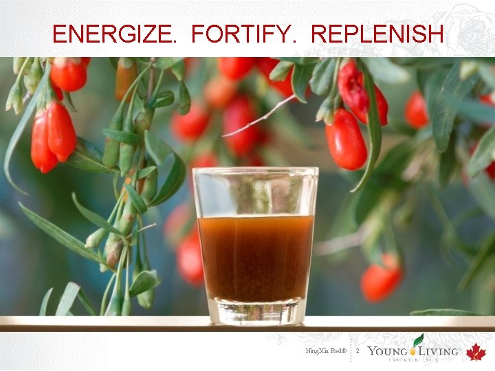 ENERGIZE. FORTIFY. REPLENISH Ning. Xia Red® 2 