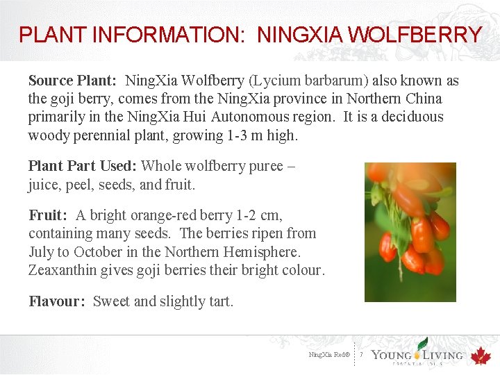 PLANT INFORMATION: NINGXIA WOLFBERRY Source Plant: Ning. Xia Wolfberry (Lycium barbarum) also known as