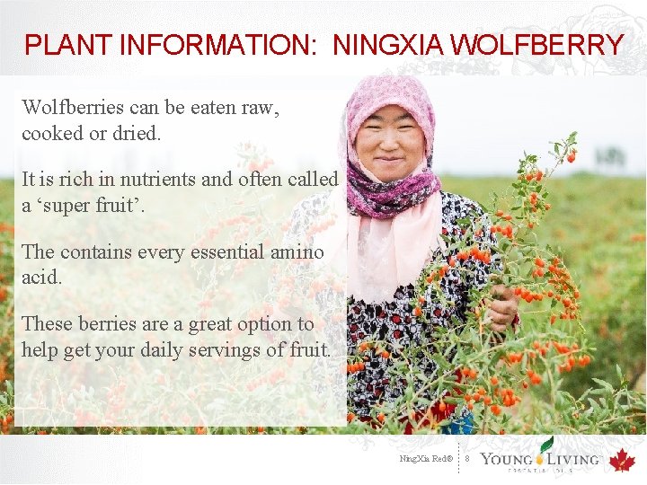 PLANT INFORMATION: NINGXIA WOLFBERRY Wolfberries can be eaten raw, cooked or dried. It is