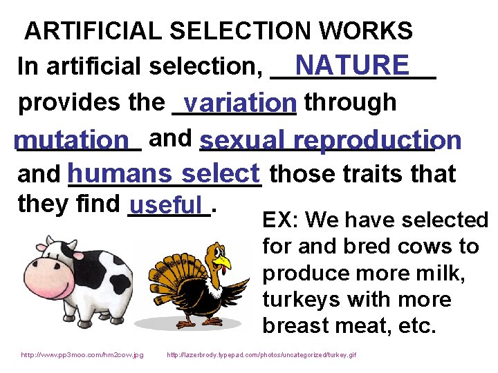  ARTIFICIAL SELECTION WORKS In artificial selection, ______ NATURE provides the _____ through variation